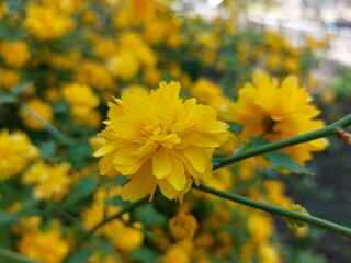 Yellow flowers in green grass in early spring. A clearing with yellow flowers in the forest. Blooming on a sunny spring day