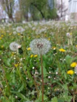 A small white dandelion in the tall green grass.