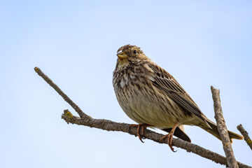 Corn bunting (Miliaria calandra) Perched in a branch in Parque Nacional de Doñana (Donana National Park) and Nature Reserve