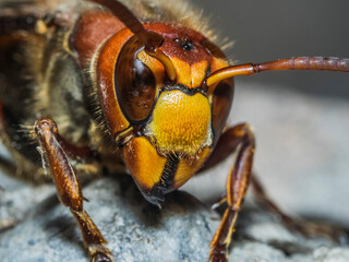 Vespa crabro 2