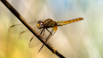macro shot of a dragonfly beetle