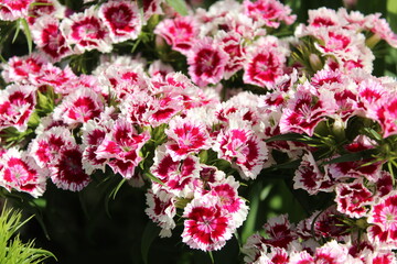pink and white flowers