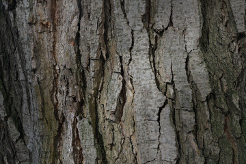 An old tree with a soft beam of sunlight on it