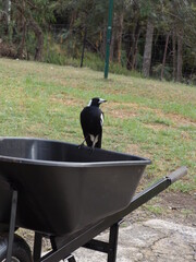 Magpie on wheelbarrow