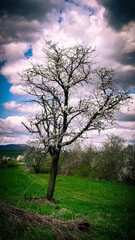 Obraz na płótnie Canvas tree in the field