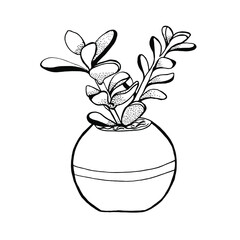 Potted plant Crassula doodle. Jade plant vector illustration on white background. For web; print, infographics. app; pattern, invitation, illustration, outline, logo, mobile, app,  web, ui.