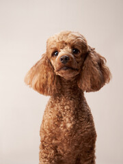 red poodle on a beige background. Portrait of a funny pet in the studio