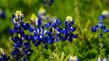 blue bonnets with honey bee