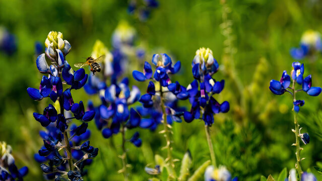 Blue Bonnets With Honey Bee