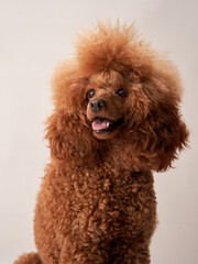 red poodle on a beige background. Portrait of a funny pet in the studio
