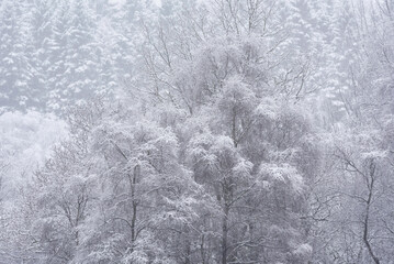 Stunning simple landscape image of snow covered trees during Winter snow fall on shores of Loch Lomond in Scotland