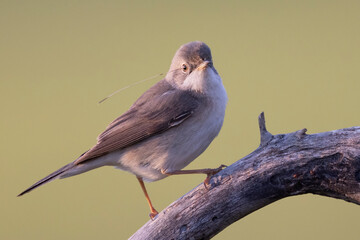 Subalpine Warbler female (Sylvia cantillans)