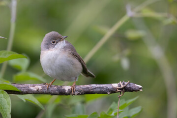 Subalpine Warbler female (Sylvia cantillans)