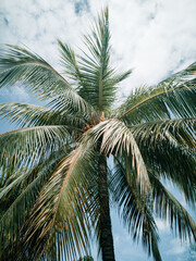 Fototapeta premium Palme