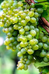 Temporada de Vendimia en viñedos españoles
