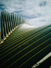 Palmenblatt