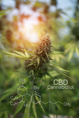 Macro a cannabis flower with the formula THC CBD CBN, CBD Chemical Formula. Concept of herbal alternative medicine, cbd oil, pharmaceutical industry.