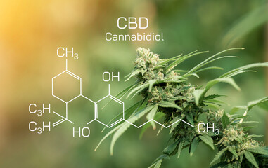 CBD Chemical Formula, Macro a cannabis flower with the image of the formula THC CBD CBN,...