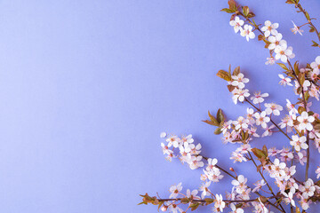 spring cherry blossom flowers on very peri or purple background. top view. flat lay. spring concept