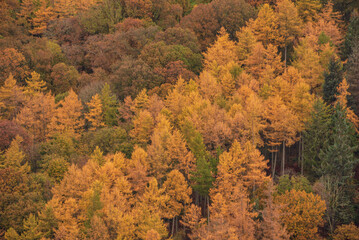 Stunning Autumn Fall landscape image of forest of larch trees in golden glow © veneratio