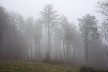 Fototapeta na wymiar Beautiful moody atmospheric Autumn foggy morning landscape image in thick dense woodland