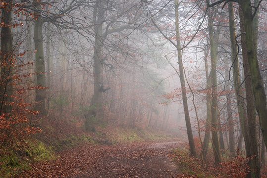 Beautiful moody atmospheric Autumn foggy morning landscape image in thick dense woodland