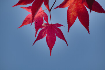 紅葉
