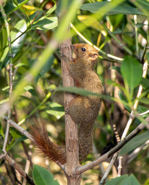 The red-bellied tree squirrel climbs on the tree. Pallas's squirrel (Callosciurus erythraeus) in a tropical nature, Thailand.