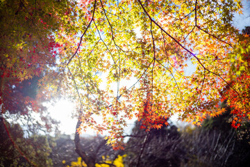 紅葉