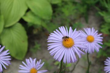 bee on a flower