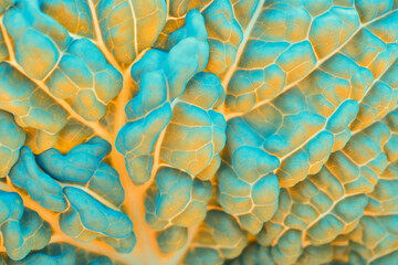 Savoy cabbage leaf close-up. Textured bumpy wrinkled surface. Aquamarine and yellow tinted catchy and vivid background or wallpaper. Healthy lifestyle and eating. Veganism and plant-based