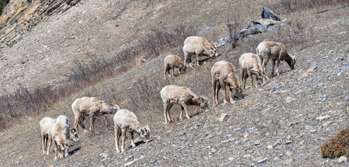A herd of bighorn sheep (Ovis canadensis) grazing in an alpine meadow near Exshaw, Alberta, Canada