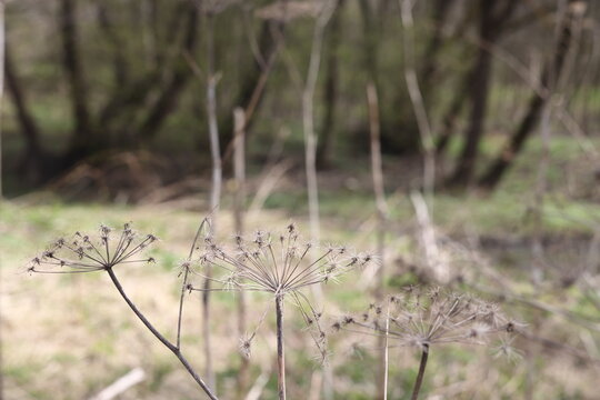 Spring landscape. Dry umbrellas and stalks of hogweed Sosnowski. Natural background.