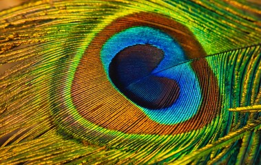 Peacock feather background. Peafowl feather. Mor pankh. Abstract background.
