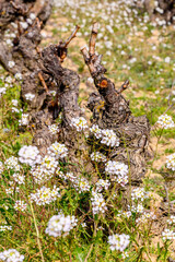 Vides y viñedos en España