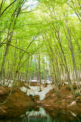 雪解け水が落ちた池に映える新緑のブナ林が美しい雪国の春風景