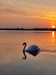  swan in the water during  golden sunset and reflection
