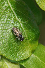 Vertical closeup on a female red bellied miner bee, Andrena ventralis sunbathing on a goat willow leaf