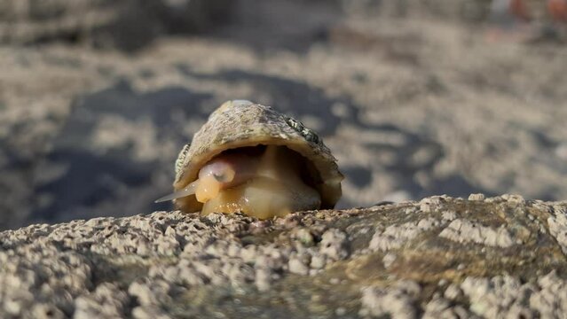 The Common Limpet, Patella vulgata, Sea Mollusc, is an aquatic snail with uncommonly strong teeth.