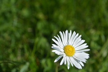 common daisy in a meadow