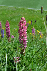 Lupin in the Swiss Alps
