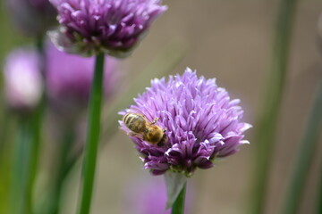 A chives flower with a bee inside