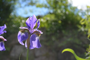 purple iris in a swiss garden