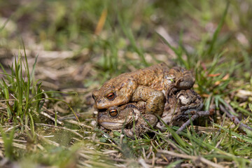 pairing of common toats (bufo bufo) in a meadow
