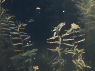 Common Pond Skater in a lake