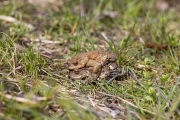 pairing of common toats (bufo bufo) in a meadow