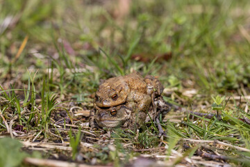 pairing of common toats (bufo bufo) in a meadow