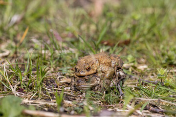 pairing of common toats (bufo bufo) in a meadow