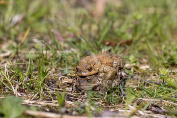 pairing of common toats (bufo bufo) in a meadow