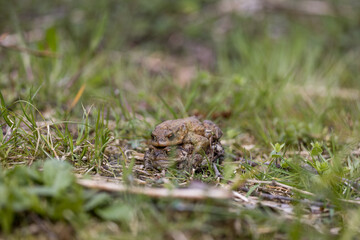 pairing of common toats (bufo bufo) in a meadow